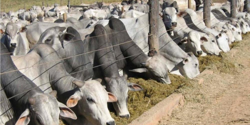 Fotos: Divulgação Emater-MG