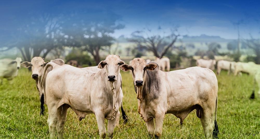 Foto: reproduçao- Sindicato Rural 