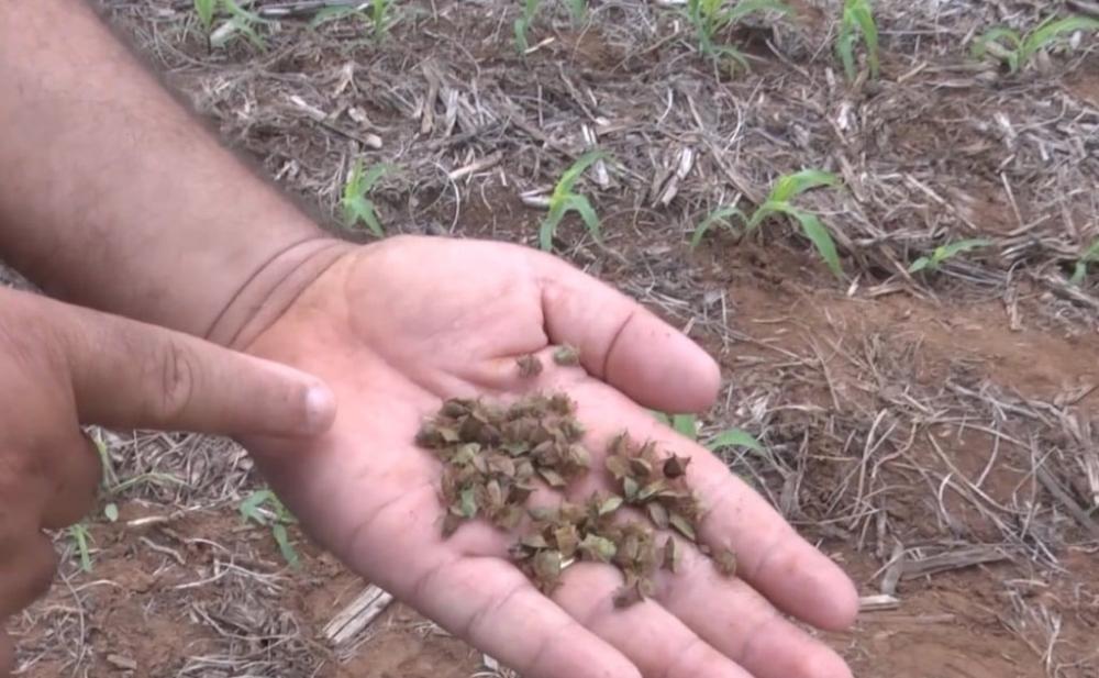 Foto: Pedro Silvestre/Canal Rural Mato Grosso