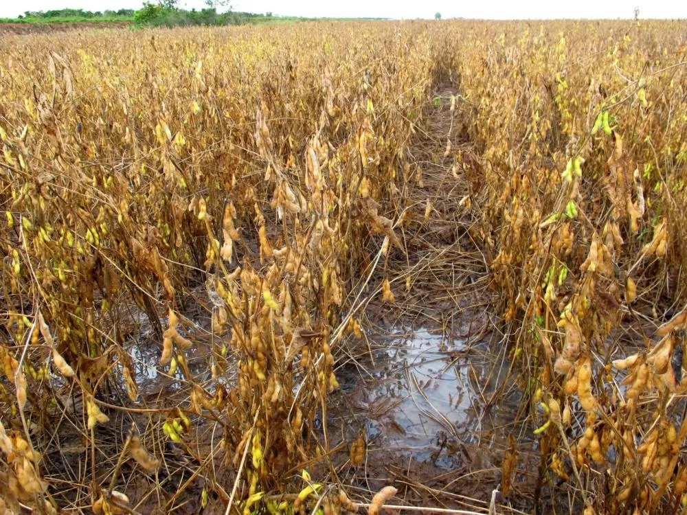 Chuvas implacáveis travam reta final da colheita da soja e acendem alerta para o milho safrinha em Mato Grosso