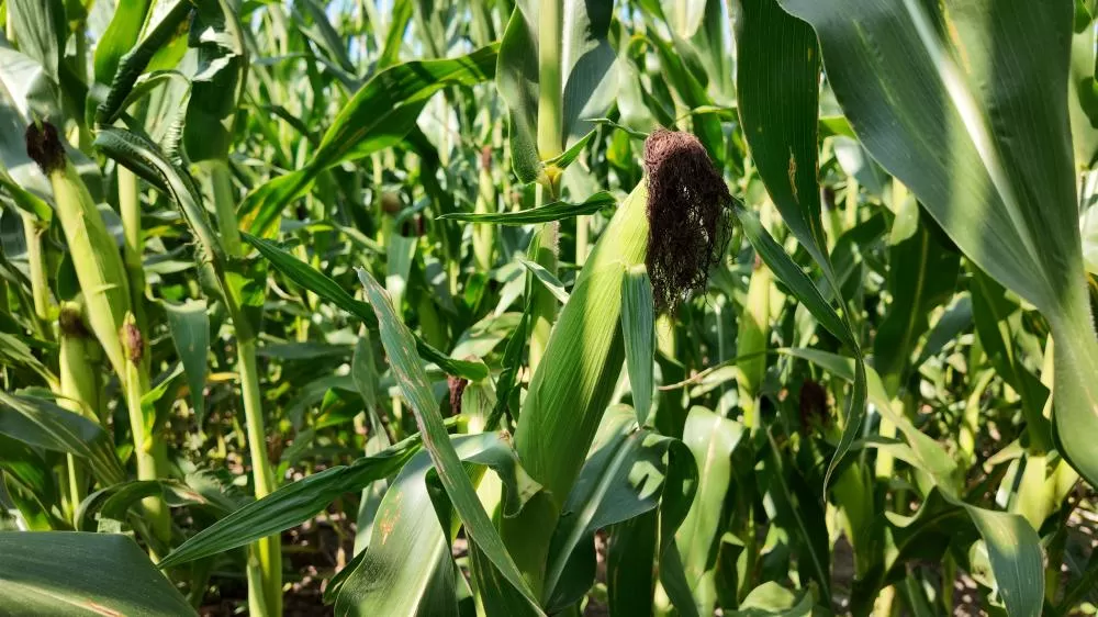 Milho impulsiona desenvolvimento econômico e tecnológico em Mato Grosso e consolida protagonismo de Lucas do Rio Verde