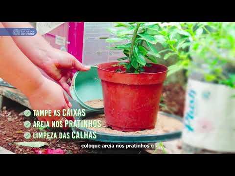 Institucional - Dengue 10 minutos que Salvam Vidas